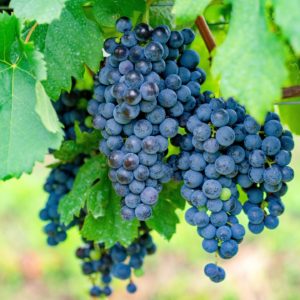 variedades de uvas tintas : merlot