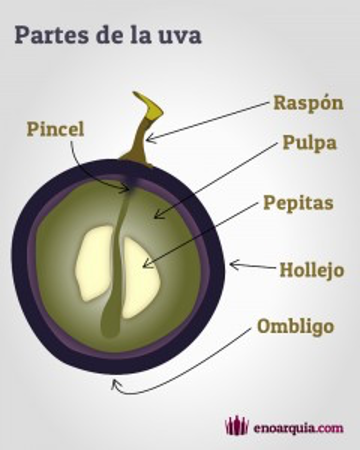 partes de la uva