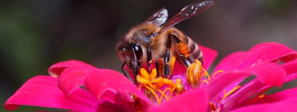abeja libando una flor