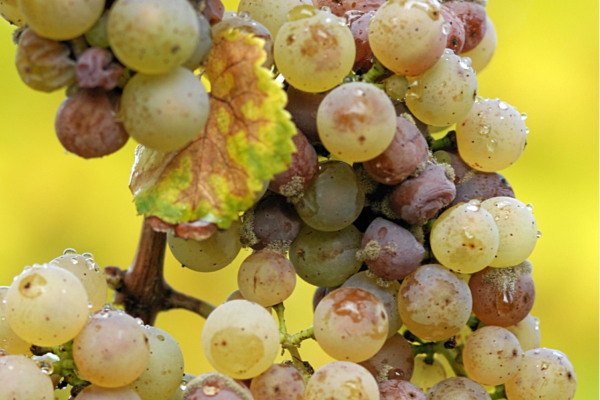 botrytis de la uva Riesling