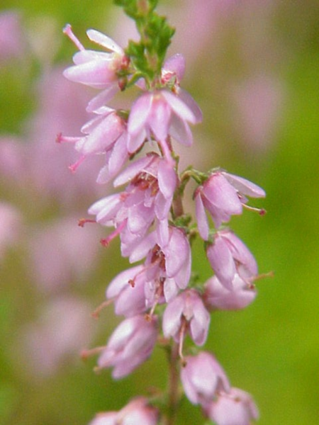 Flor del brezo (Calluna vulgaris)